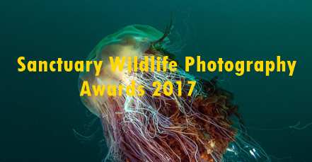 Sanctuary Wildlife photography Awards 2017